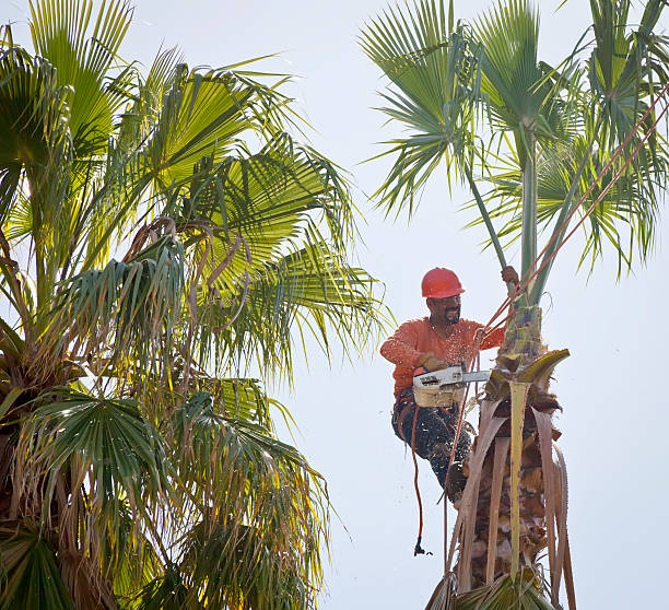 Best Seasonal Cleanup (Spring/Fall)  in Tuntutuli, AK